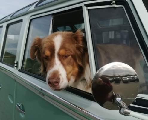 VW T1 Samba - der Kultbus DEKRA - 005